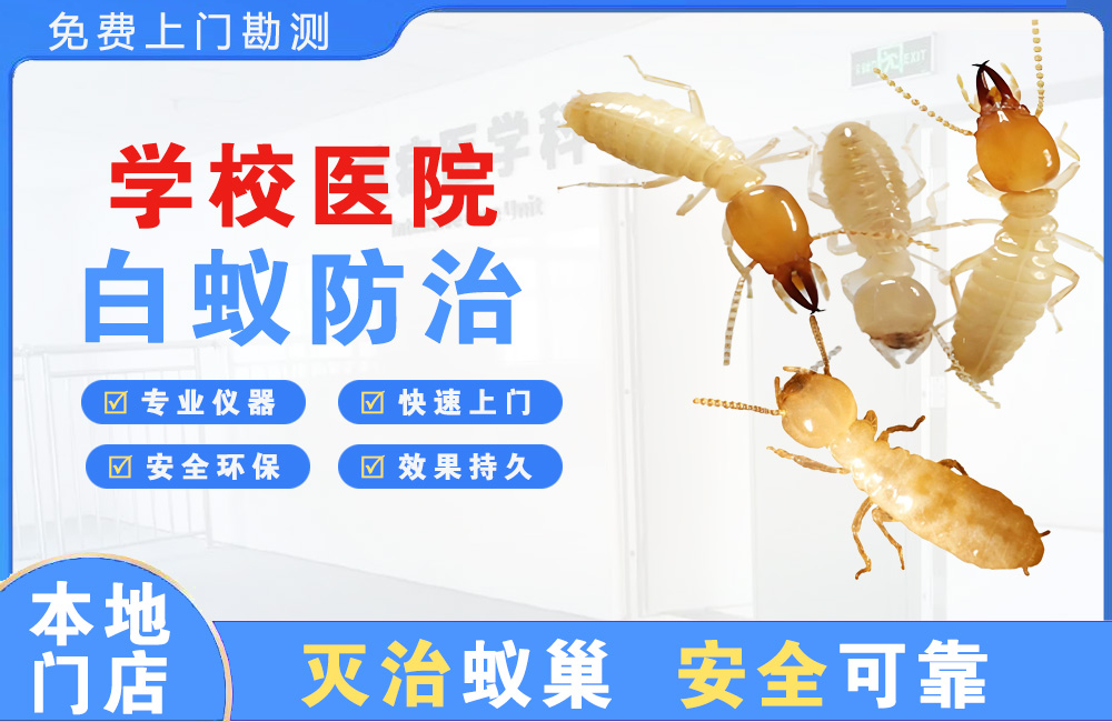 九龙坡学校医院白蚁防治